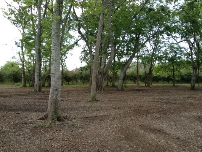 Trusted residential landscaping for beautiful yards in Lumberton, MS by Gulf Coast Land Management