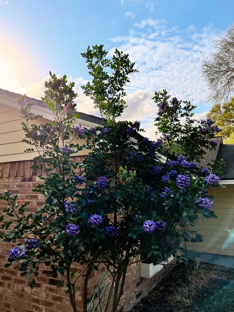 Professional landscape design for homes across Victoria, TX - Gulf Coast Pest Control