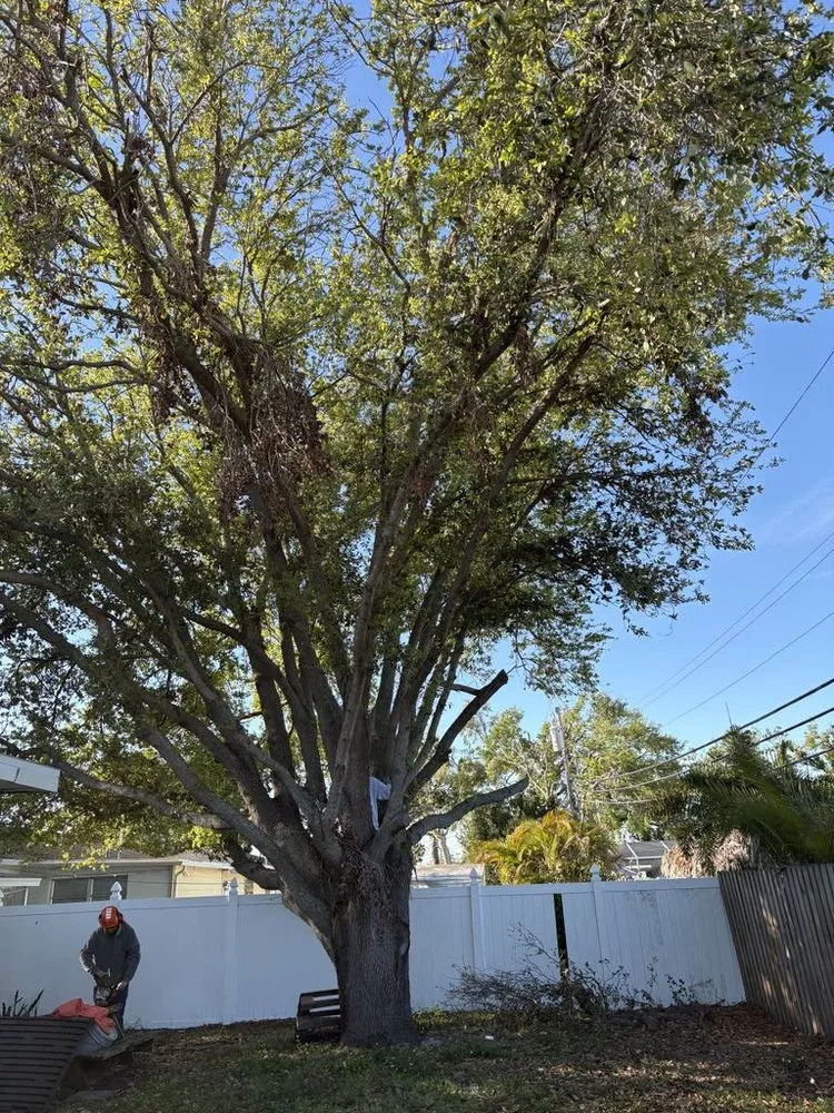 Local residential landscaping for beautiful yards in St. Petersburg, FL by Gulf Coast Property and Lawn Maintenance