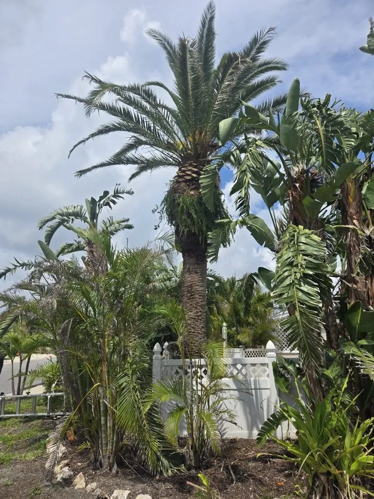 Professional landscaping services with custom design across St. Petersburg, FL - Gulf Coast Property and Lawn Maintenance