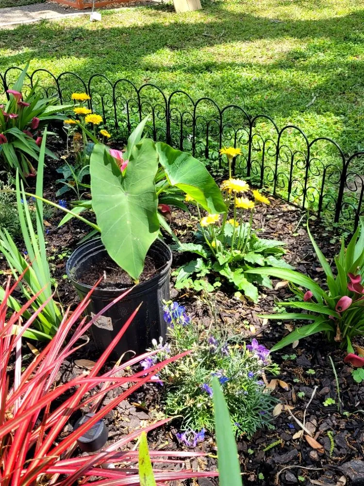 Local landscape design experts serving Pensacola, FL - Gulf Haven Landcare