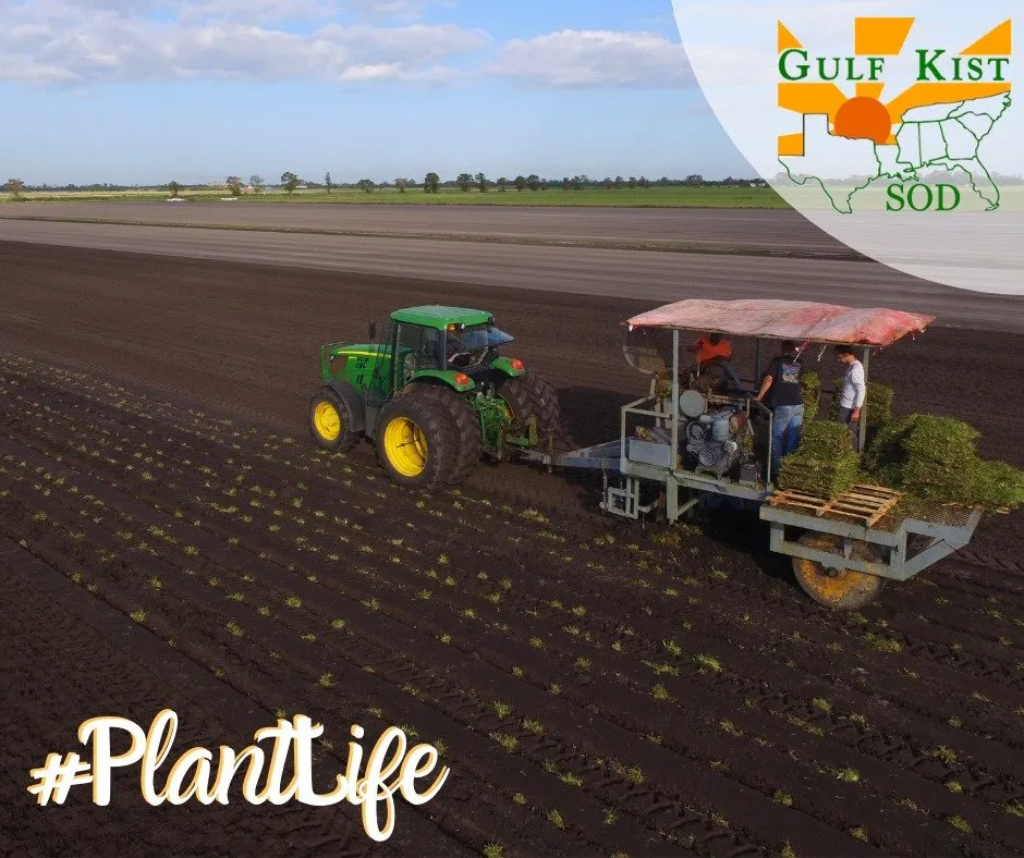 Top-rated outdoor landscaping for beautiful yards across Pensacola, FL - Gulf Kist Sod