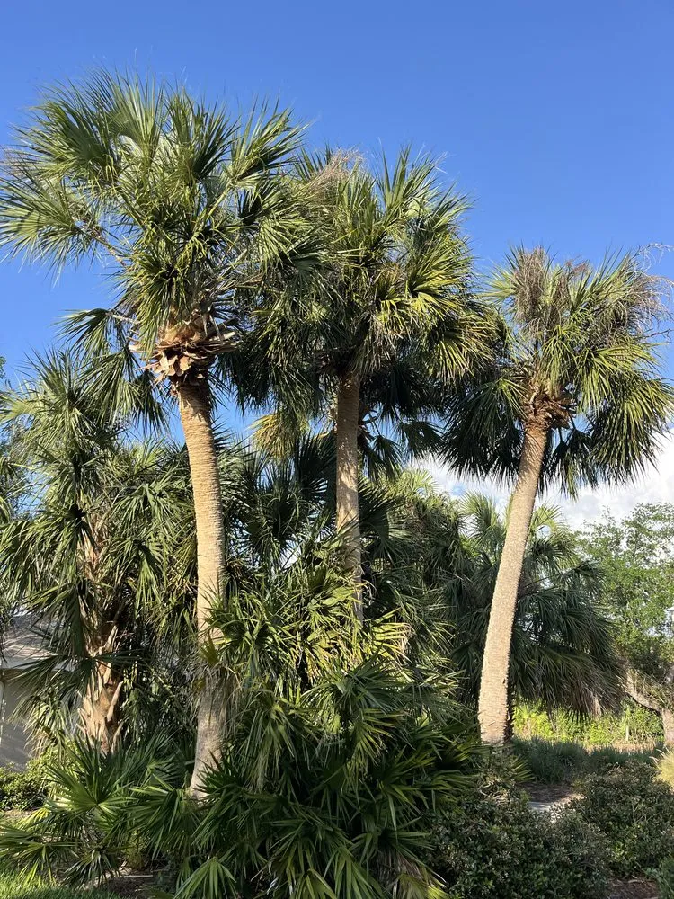 Professional landscape installation for homes in Sarasota, FL by Gulf Of America Land Solutions