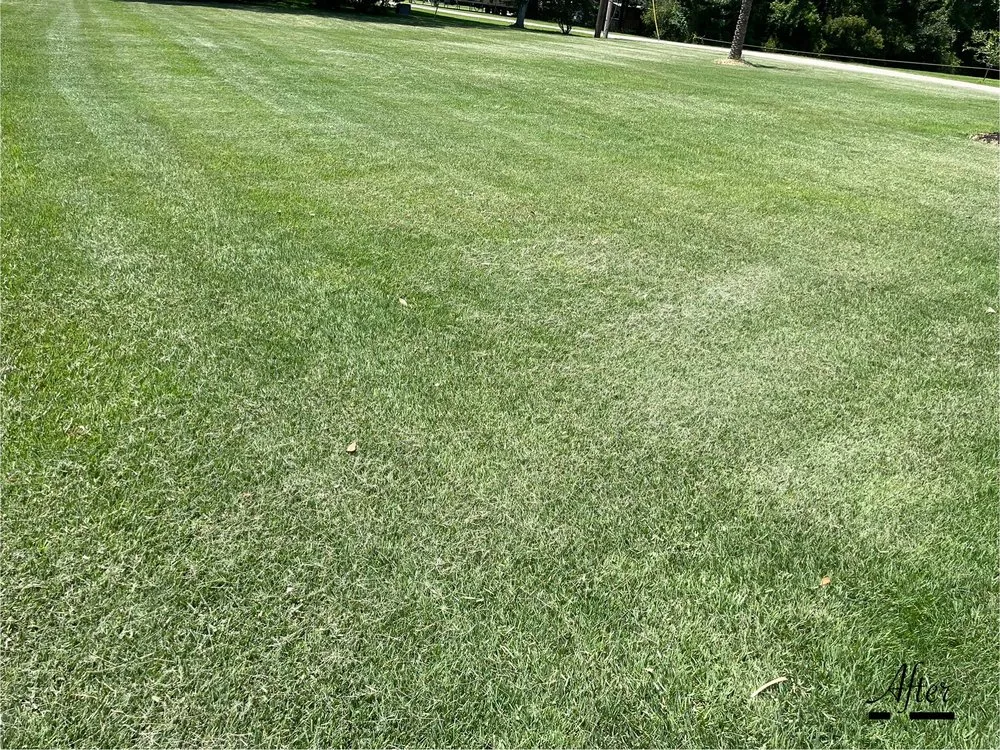 Reliable lawn care service for year-round maintenance in Ocean Springs, MS by Gulf South Precision Lawn Care