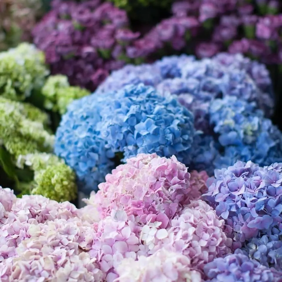 Reliable landscaping services with custom design across Daphne, AL - Gulfsouth Landscape