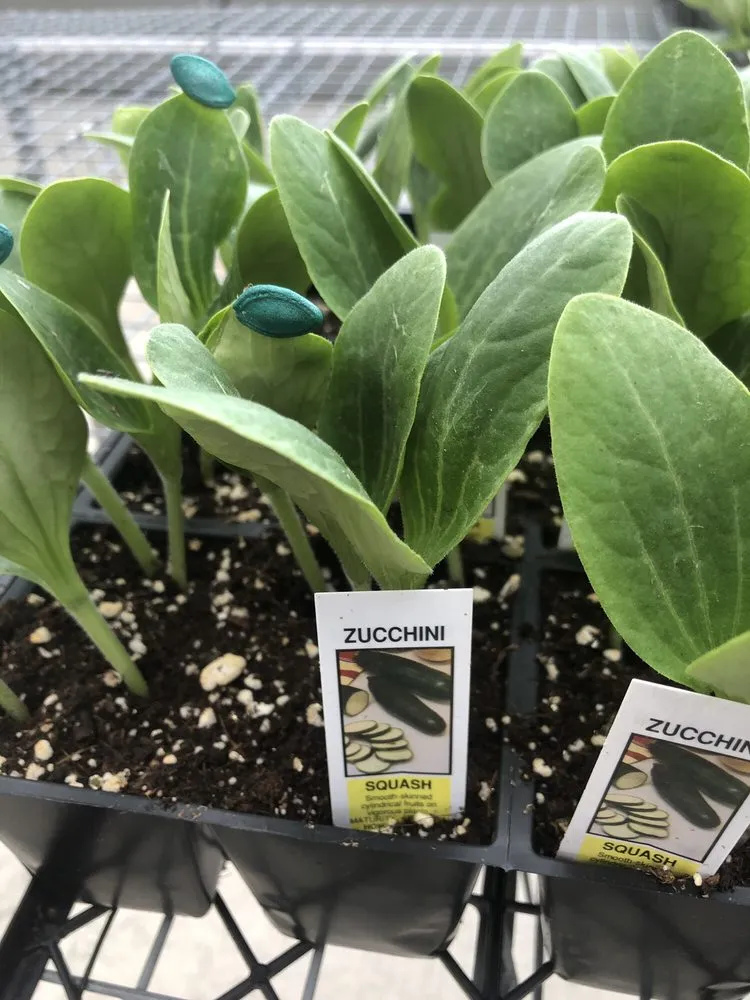 Professional lawn care service for homes in Hamburg, NY by Gullo's Garden Center