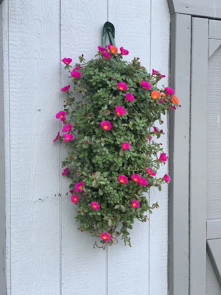 Local residential landscaping in Hamburg, NY - Gullo's Garden Center