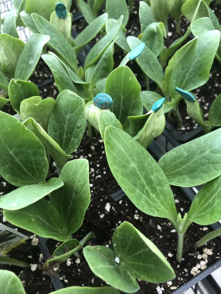 Custom yard maintenance in Hamburg, NY - Gullo's Garden Center