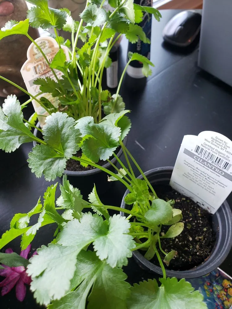 Professional lawn mowing service for year-round maintenance in Hamburg, NY by Gullo's Garden Center