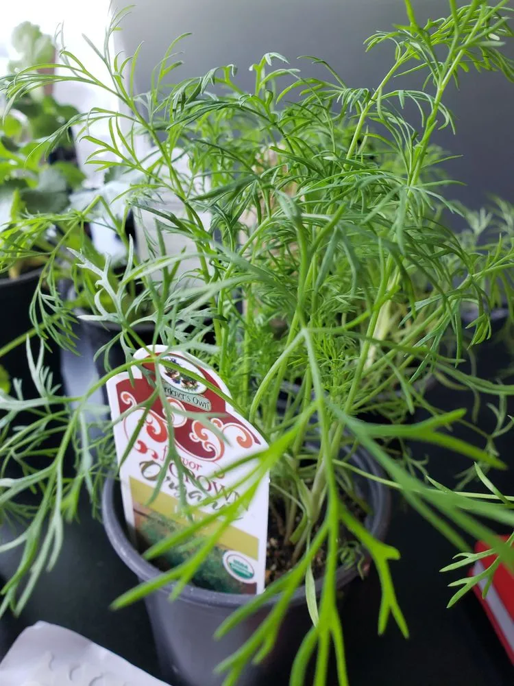 Trusted landscape design experts serving Hamburg, NY - Gullo's Garden Center