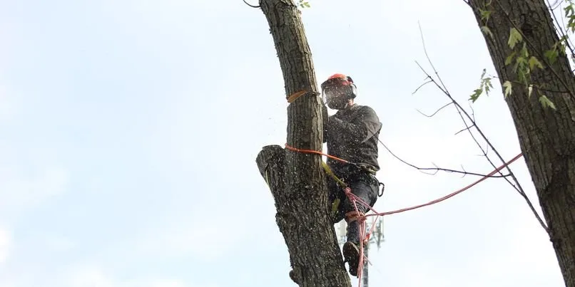 Expert outdoor landscaping experts serving Pleasanton, KS - Gummarus Lawn and Tree