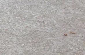 Reliable residential landscaping in Ambler, PA by Gunite Specialists Inc