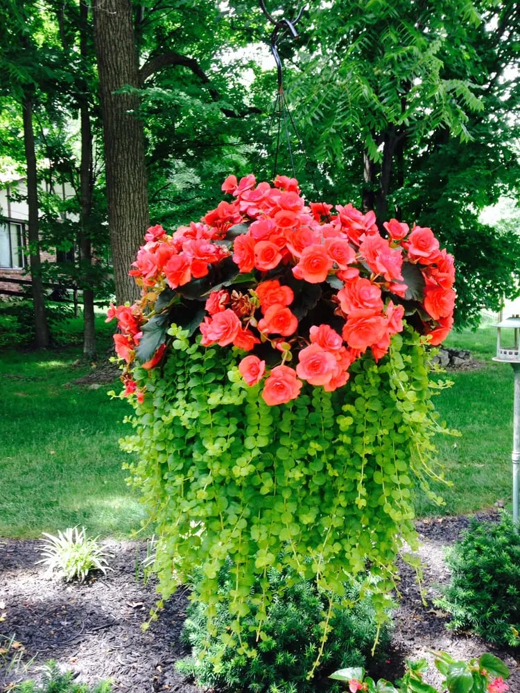Trusted yard maintenance for residential properties in Noblesville, IN by Gunn Landscaping