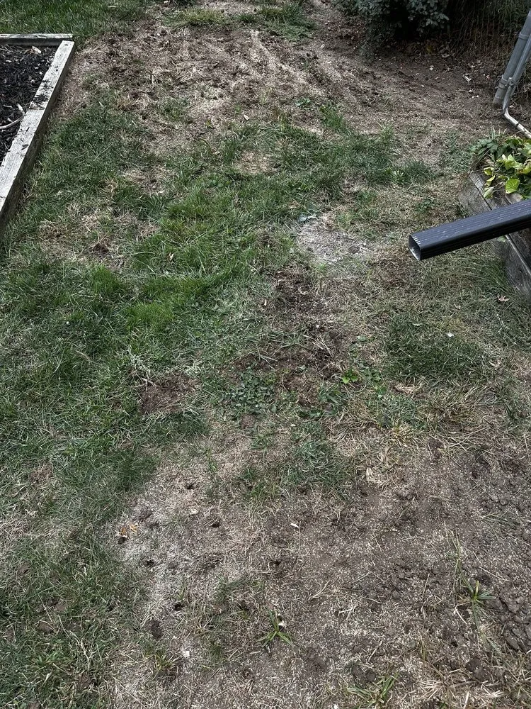 Local landscape installation in Kansas City, MO by Gunter Pest & Lawn