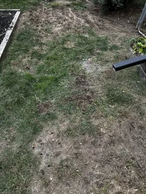 Gunter Pest & Lawn Logo