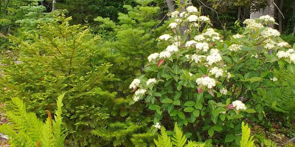 Professional landscape installation near you in Eaton, NH by Gurney Land Care