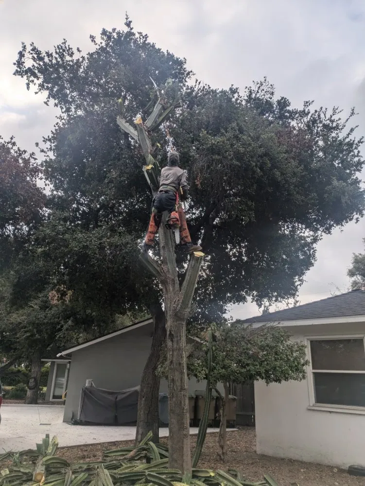 Local lawn care service in Upland, CA - Gurrola And Sons Landscaping