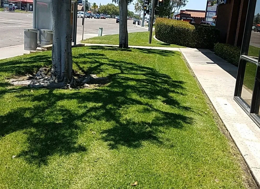 Reliable lawn care service in Spring Valley, CA - Gurus Lawn and Yard Service