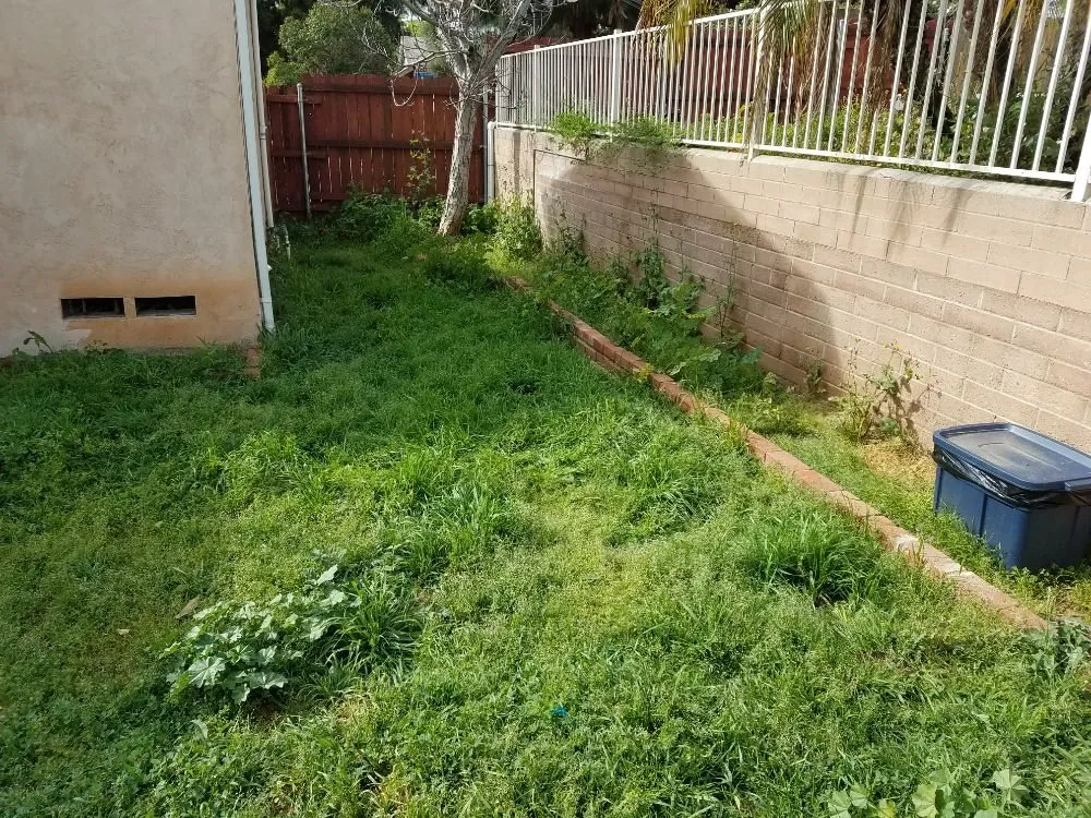 Trusted yard cleanup service in Spring Valley, CA by Gurus Lawn and Yard Service