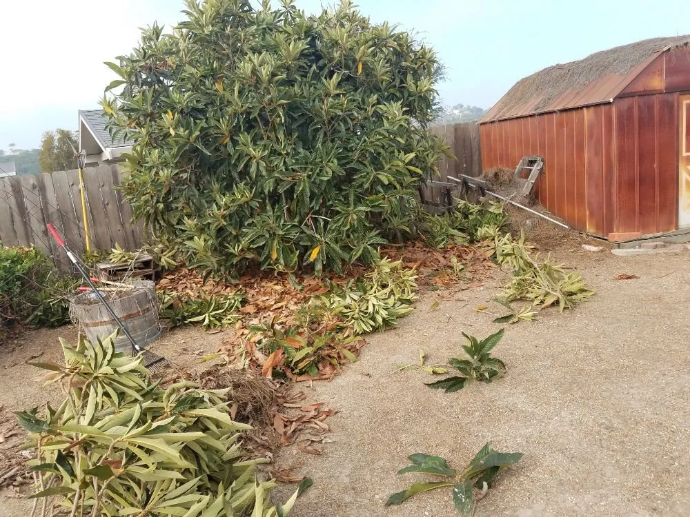 Affordable yard maintenance with custom design in Spring Valley, CA by Gurus Lawn and Yard Service