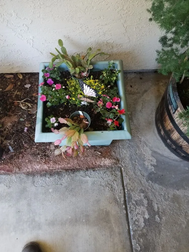 Top-rated outdoor landscaping for homes across Spring Valley, CA - Gurus Lawn and Yard Service