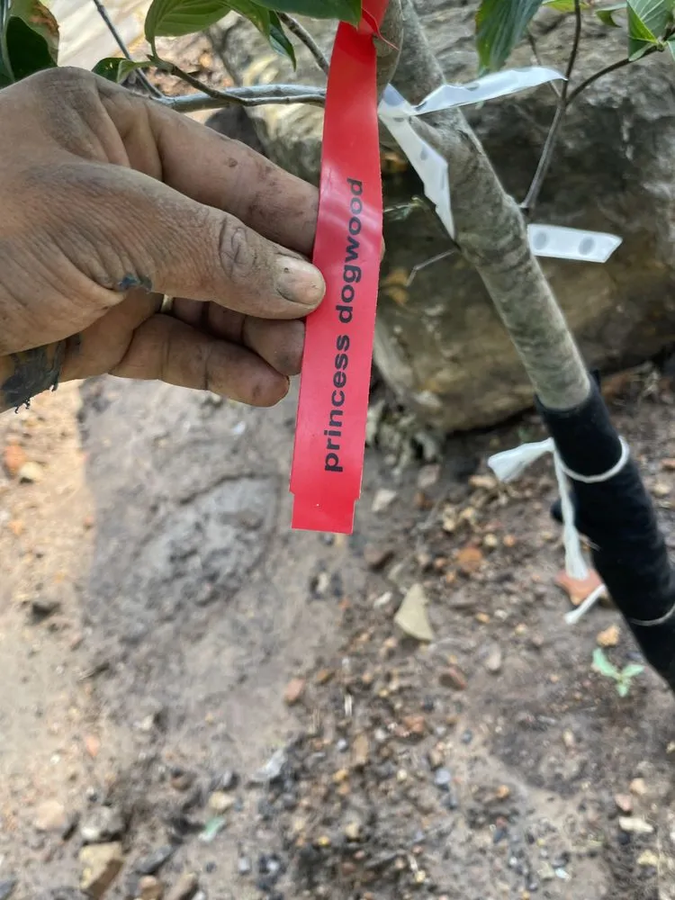 Expert residential landscaping for residential properties across Lewisville, TX - Gus Lawn An Landscape Service