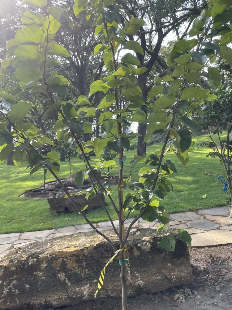 Trusted landscape installation in Lewisville, TX by Gus Lawn An Landscape Service