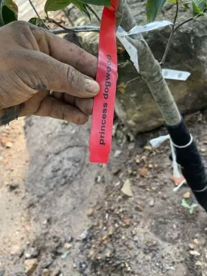 Gus Lawn An Landscape Service Logo