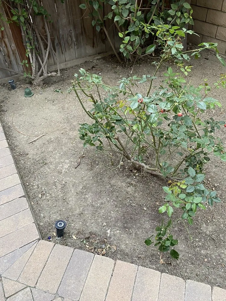 Custom garden landscaping in Anaheim, CA - Gus Quihuis Lawn And Maintenance