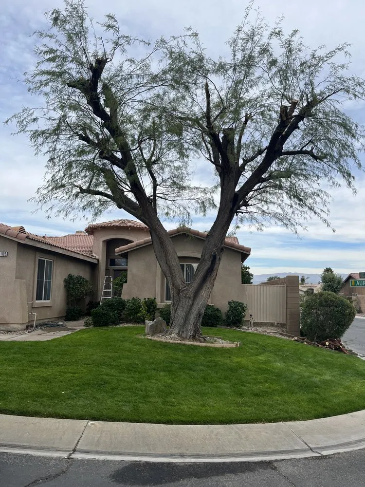 Reliable lawn mowing service for residential properties in Palm Springs, CA by Gus Vega Landscaping