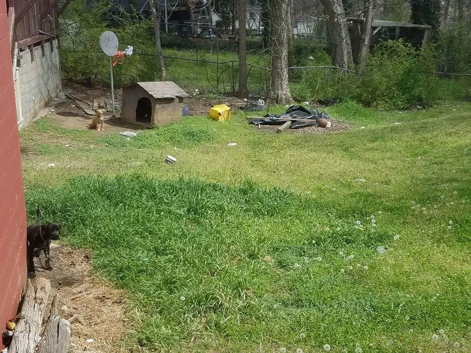 Expert landscape design for beautiful yards in Concord, NC by Gus's Landscaping