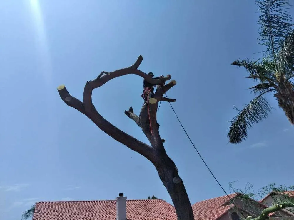 Top-rated outdoor landscaping experts serving Phoenix, AZ - Gustavo Hernandez Landscaping