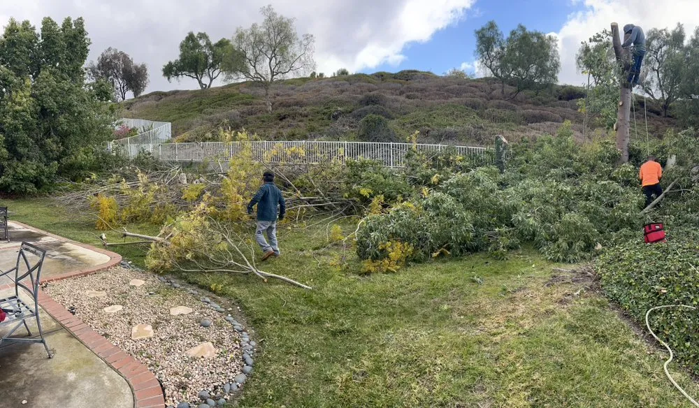 Local yard cleanup service experts serving Lake Elsinore, CA - Gusto’s Lawn Garden Service