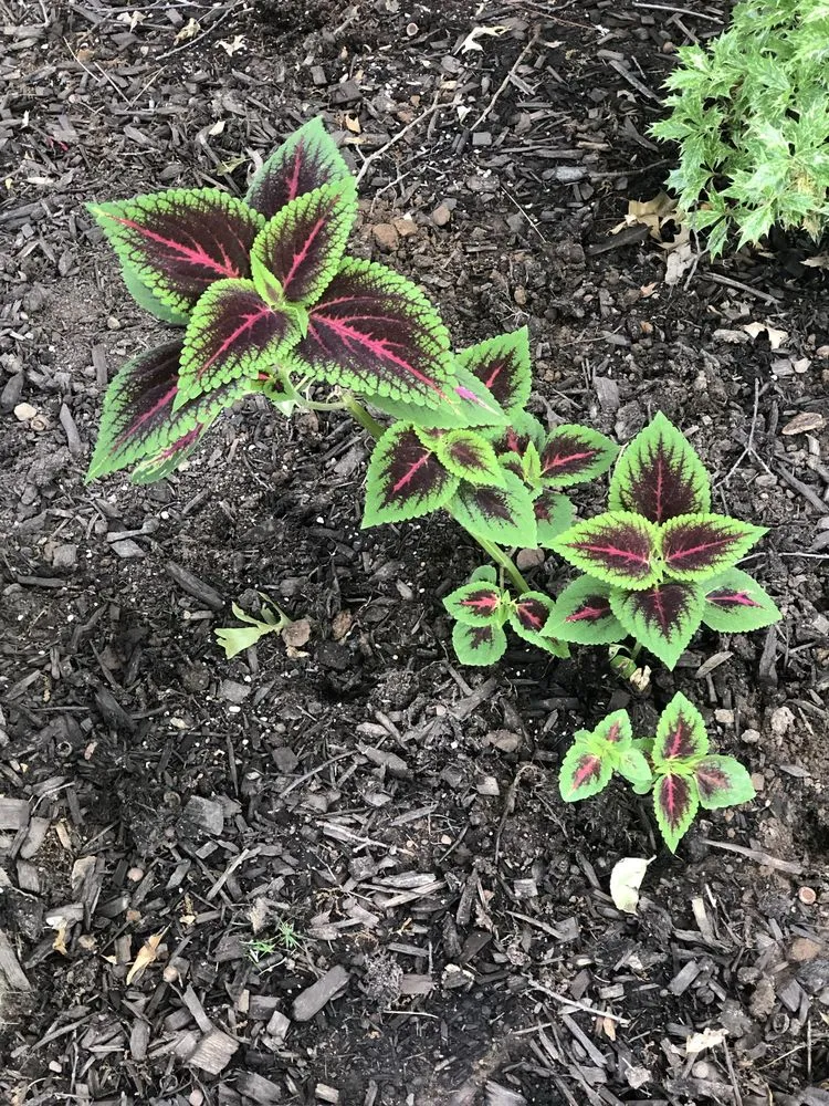 Trusted landscape installation in East Orange, NJ by Guthrie’s Garden