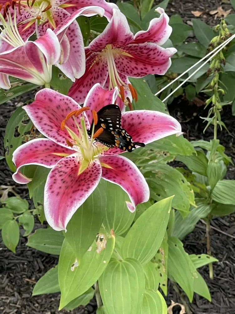 Trusted lawn care service for homes across East Orange, NJ - Guthrie’s Garden