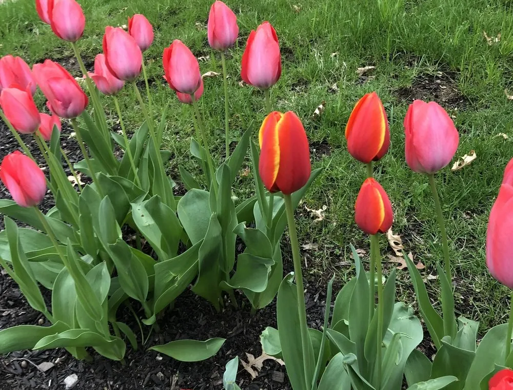 Trusted yard cleanup service experts serving East Orange, NJ - Guthrie’s Garden