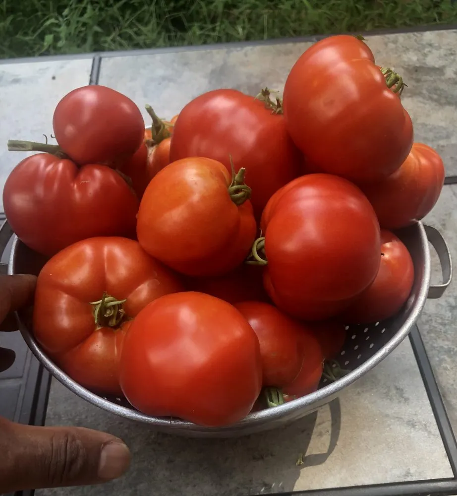 Reliable yard maintenance experts serving East Orange, NJ - Guthrie’s Garden