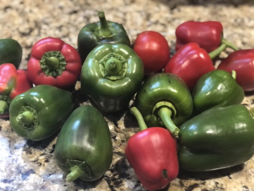 Top-rated residential landscaping for residential properties in East Orange, NJ by Guthrie’s Garden