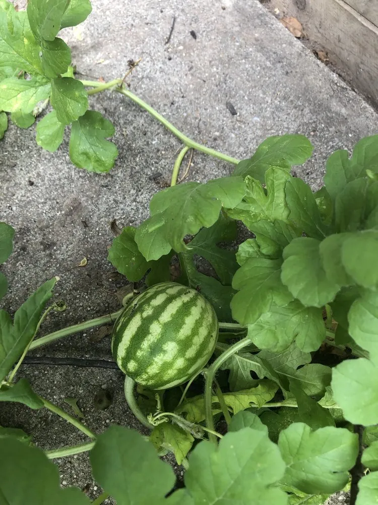 Trusted garden landscaping for beautiful yards across East Orange, NJ - Guthrie’s Garden