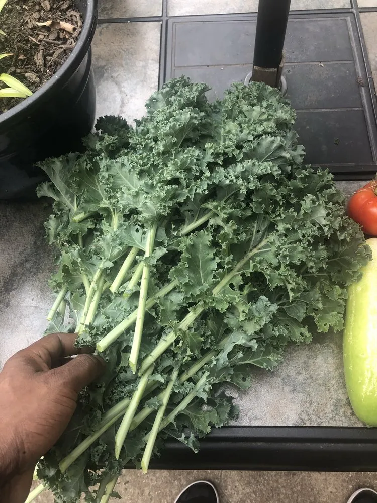 Top-rated landscape design with custom design across East Orange, NJ - Guthrie’s Garden