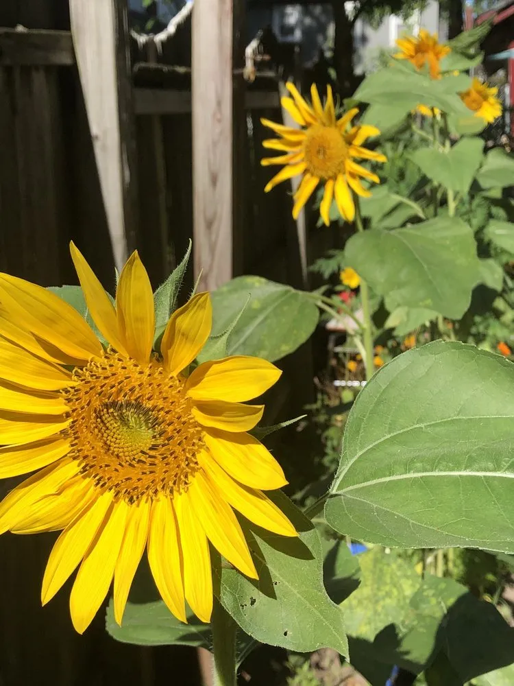 Reliable lawn care service experts serving East Orange, NJ - Guthrie’s Garden