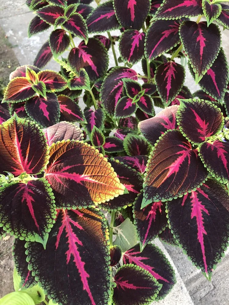 Top-rated landscape design for residential properties in East Orange, NJ by Guthrie’s Garden