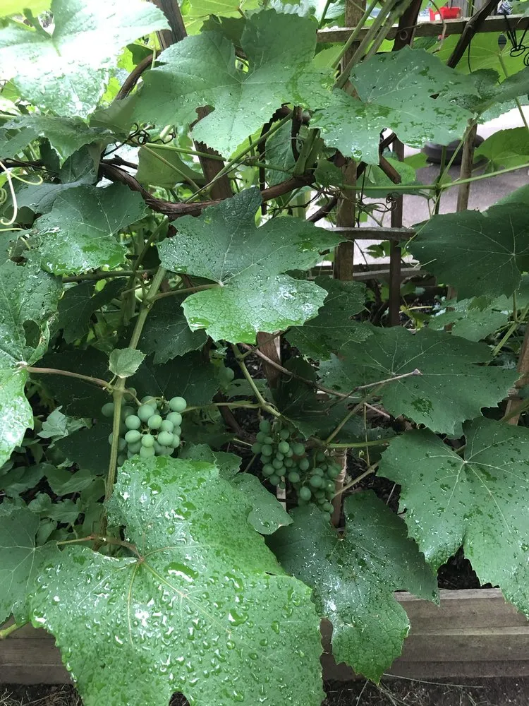 Professional residential landscaping experts serving East Orange, NJ - Guthrie’s Garden