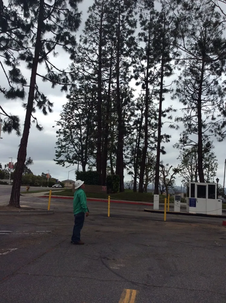 Custom yard maintenance in Gardena, CA by Gutierrez & Son's Tree Service & Landscaping