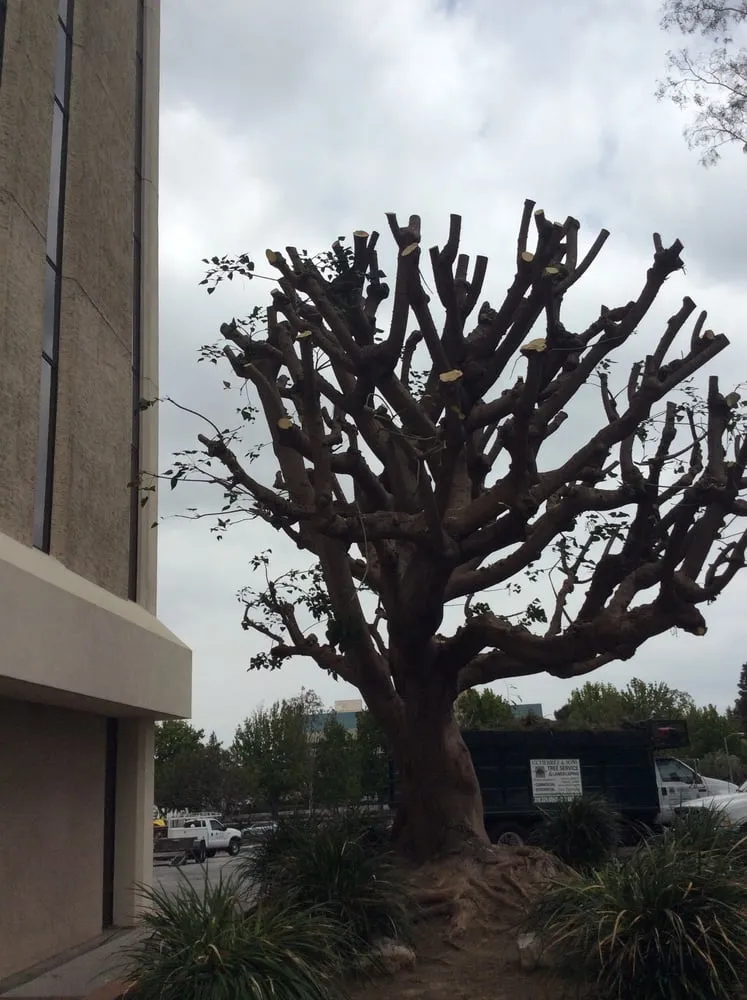 Expert lawn care service for beautiful yards in Gardena, CA by Gutierrez & Son's Tree Service & Landscaping