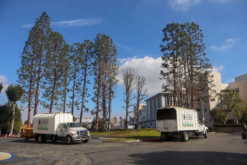 Reliable outdoor landscaping in Gardena, CA by Gutierrez & Son's Tree Service & Landscaping