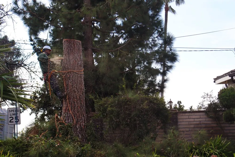 Trusted residential landscaping for residential properties in Gardena, CA by Gutierrez & Son's Tree Service & Landscaping