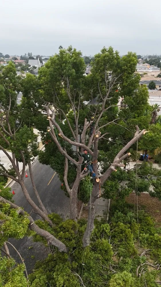 Professional lawn care service for residential properties in Gardena, CA by Gutierrez & Son's Tree Service & Landscaping