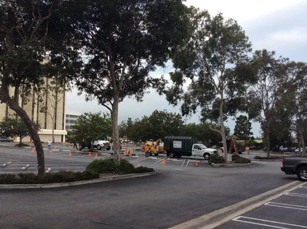 Professional yard cleanup service experts serving Gardena, CA - Gutierrez & Son's Tree Service & Landscaping