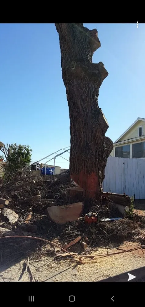 Top-rated outdoor landscaping for beautiful yards in Vista, CA by Gutierrez Bros Tree Service